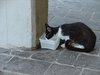 DSC04411