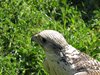 IMG_4122